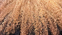 Shampoo & Diffuse